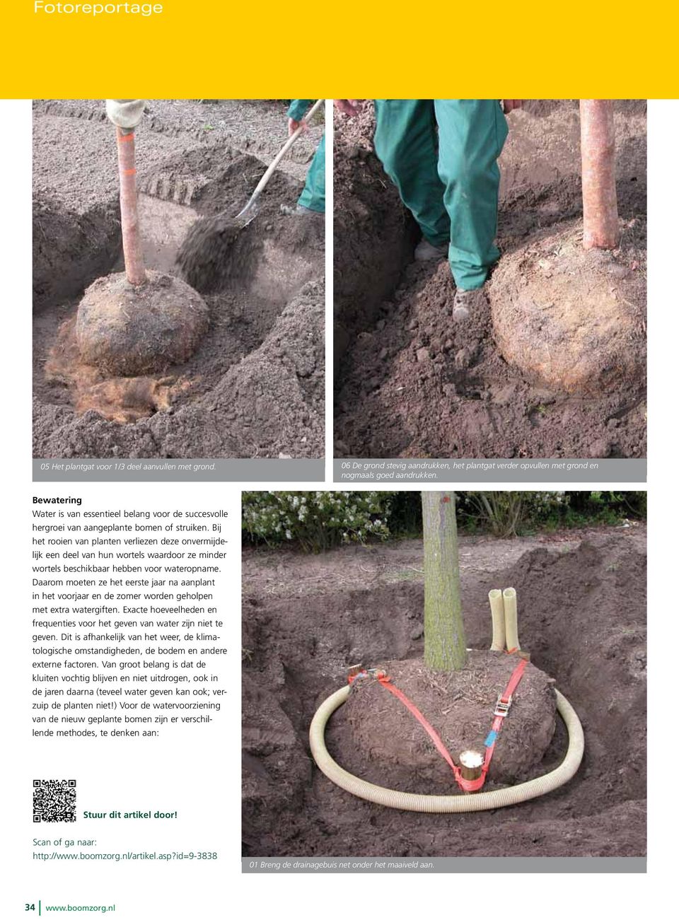 Bij het rooien van planten verliezen deze onvermijdelijk een deel van hun wortels waardoor ze minder wortels beschikbaar hebben voor wateropname.