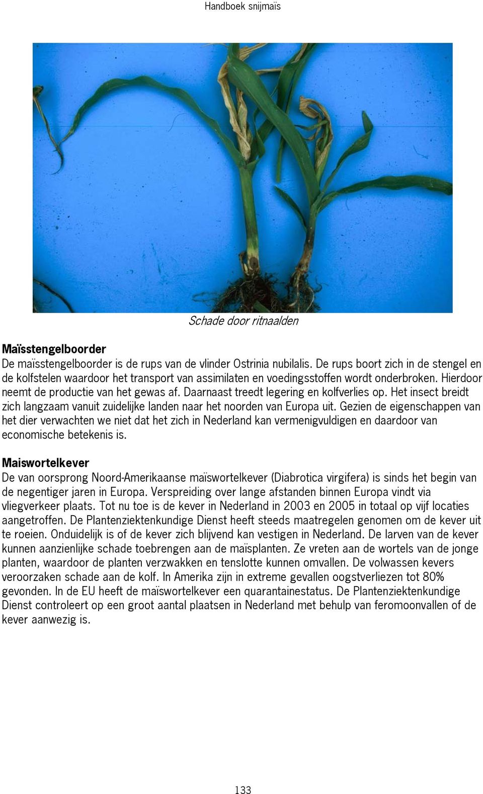 Daarnaast treedt legering en kolfverlies op. Het insect breidt zich langzaam vanuit zuidelijke landen naar het noorden van Europa uit.