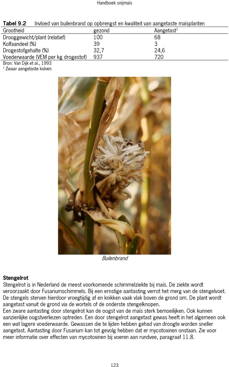 Voederwaarde (VEM per kg drogestof) 937 720 Bron: Van Dijk et al., 1993 1 Zwaar aangetaste kolven Builenbrand Stengelrot Stengelrot is in Nederland de meest voorkomende schimmelziekte bij maïs.