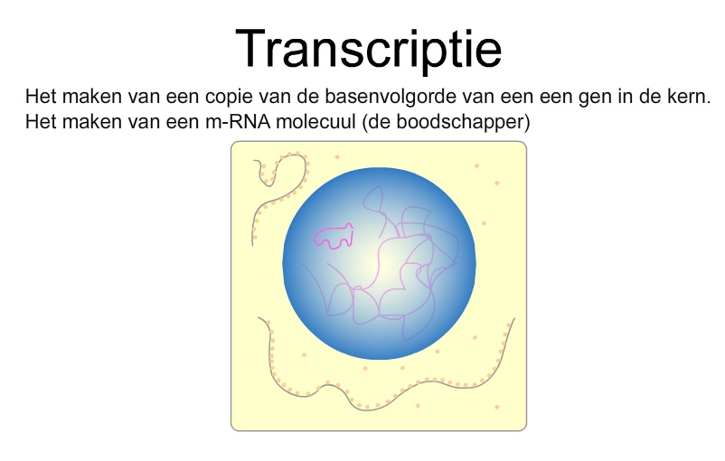 3.1 Replicatie De grote verdubbelaar kn.nu/ww9470c47 (maken.wikiwijs.nl) 1. Bestudeer bovenstaande PowerPoint over DNA. 2. Maak een mindmap in je werkdocument met informatie uit deze PowerPoint.