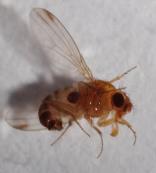 Dreiging Drosophila suzukii!