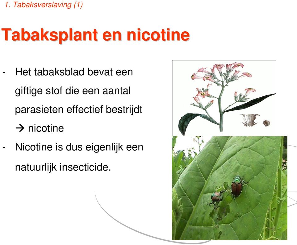 aantal parasieten effectief bestrijdt nicotine -