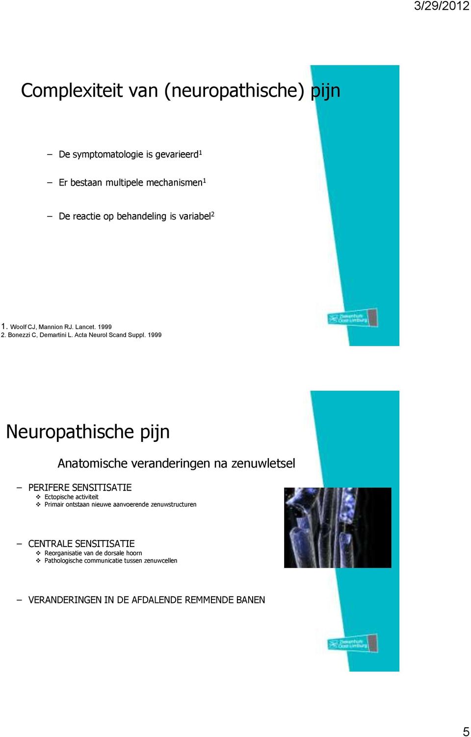 1999 Neuropathische pijn Anatomische veranderingen na zenuwletsel PERIFERE SENSITISATIE Ectopische activiteit Primair ontstaan nieuwe