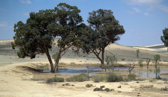 In het noorden van Israël zie je meer rotsen en grotten aan de kust. Verder heeft het uitgestrekte zandvlaktes. In het zuiden ligt de Negev-woestijn. Dit is een grote woestijn.