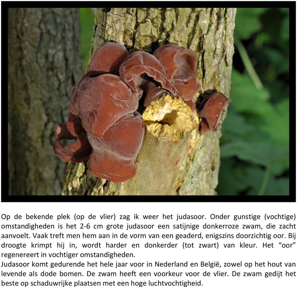 Vaak treft men hem aan in de vorm van een geaderd, enigszins doorzichtig oor. Bij droogte krimpt hij in, wordt harder en donkerder (tot zwart) van kleur.