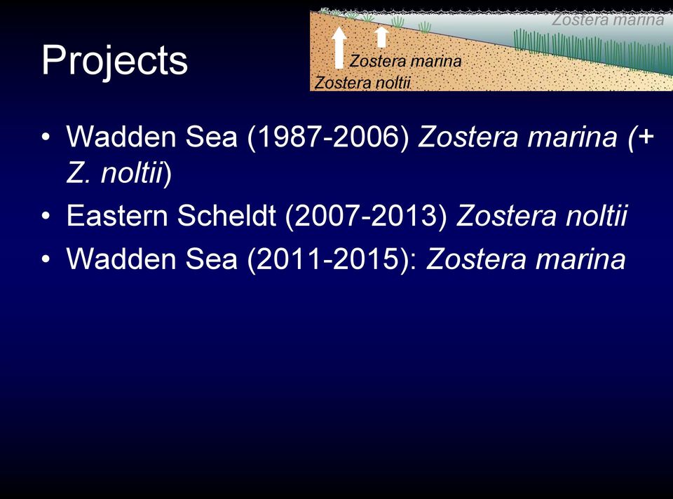 (+ Z. noltii) Eastern Scheldt (2007-2013)