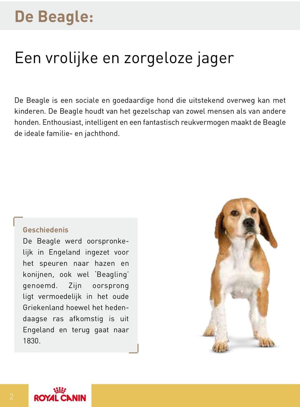 Enthousiast, intelligent en een fantastisch reukvermogen maakt de Beagle de ideale familie- en jachthond.