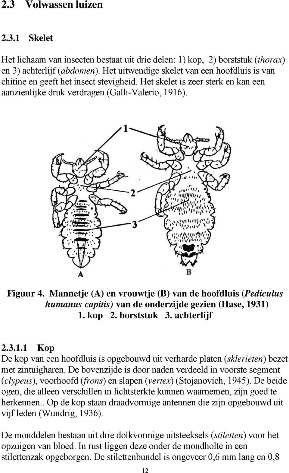 Mannetje (A) en vrouwtje (B) van de hoofdluis (Pediculus humanus capitis) van de onderzijde gezien (Hase, 19