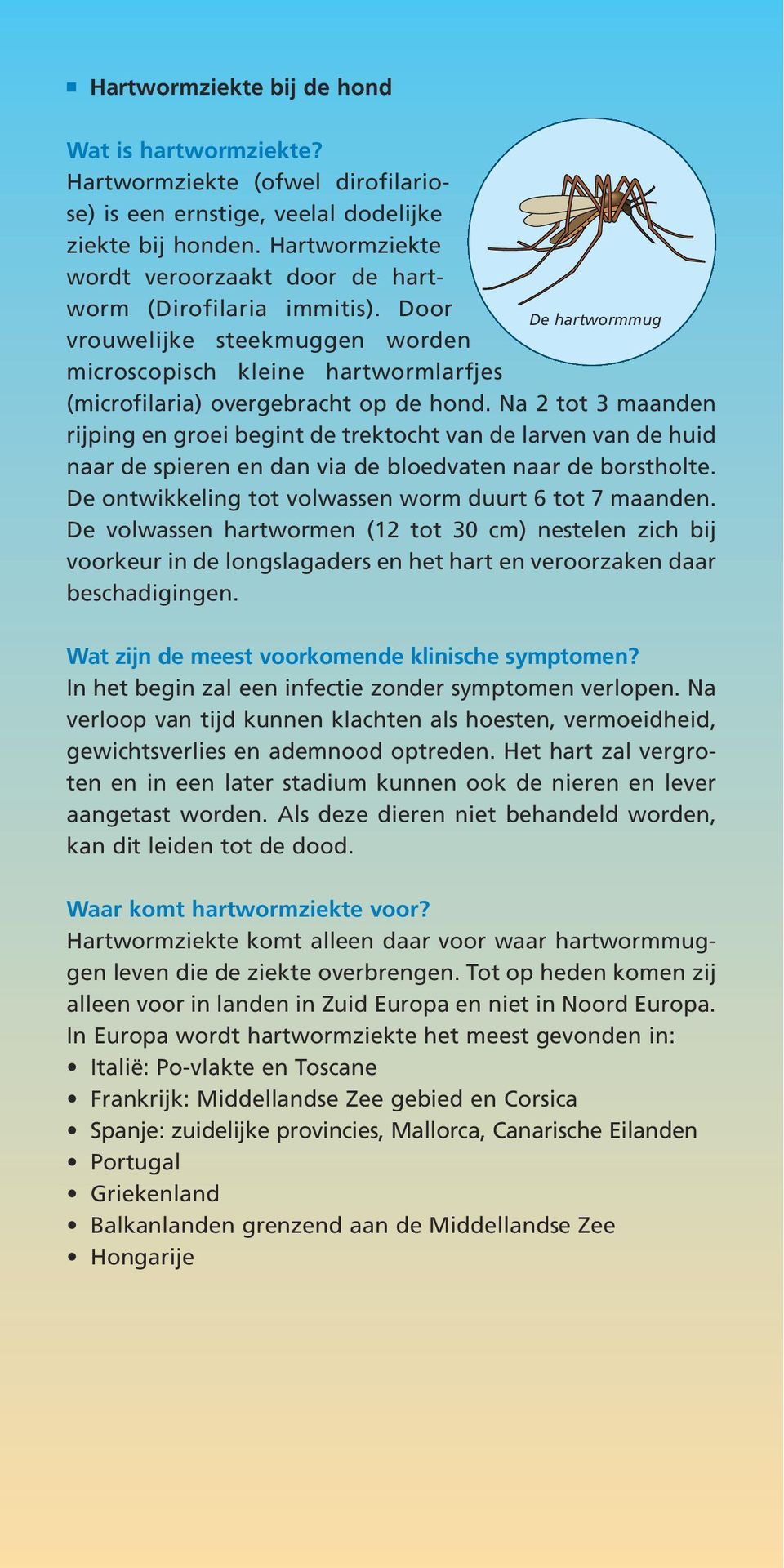 Na 2 tot 3 maanden rijping en groei begint de trektocht van de larven van de huid naar de spieren en dan via de bloedvaten naar de borstholte. De ontwikkeling tot volwassen worm duurt 6 tot 7 maanden.