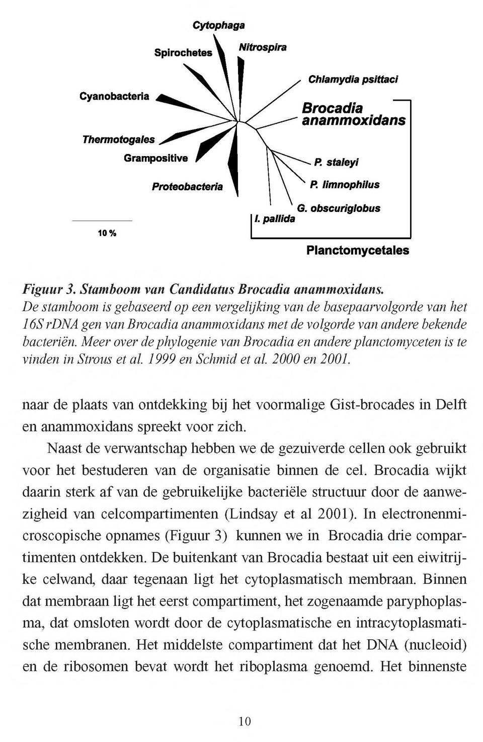 Meer over de phylogenie van Brocadia en andere planctomyceten is te vinden in Strous et al. 1999 en Schmid et al. 2000 en 2001.