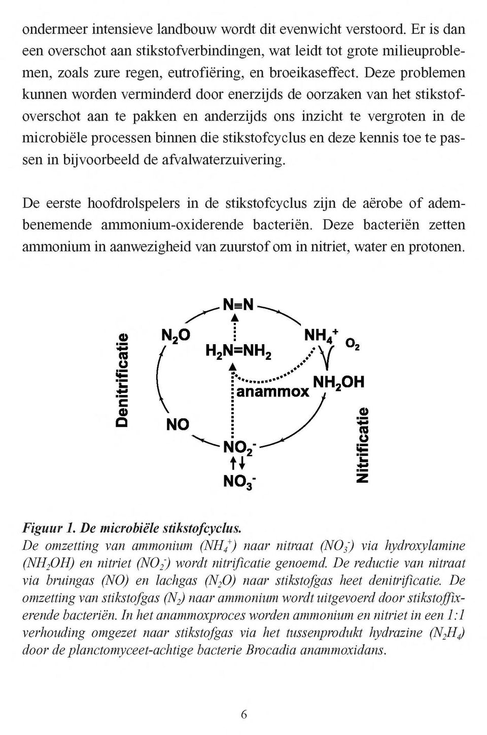 en deze kennis toe te passen in bijvoorbeeld de afvalwaterzuivering. De eerste hoofdrolspelers in de stikstofcyclus zijn de aërobe o f adembenemende ammonium-oxiderende bacteriën.