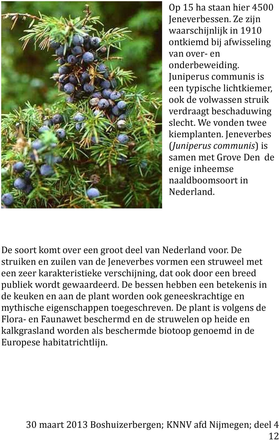 Jeneverbes (Juniperus communis) is samen met Grove Den de enige inheemse naaldboomsoort in Nederland. De soort komt over een groot deel van Nederland voor.