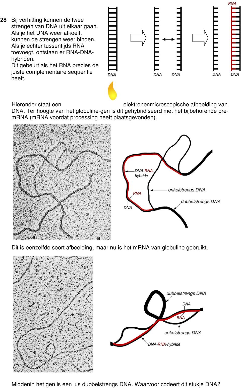 Hieronder staat een elektronenmicroscopische afbeelding van DNA.