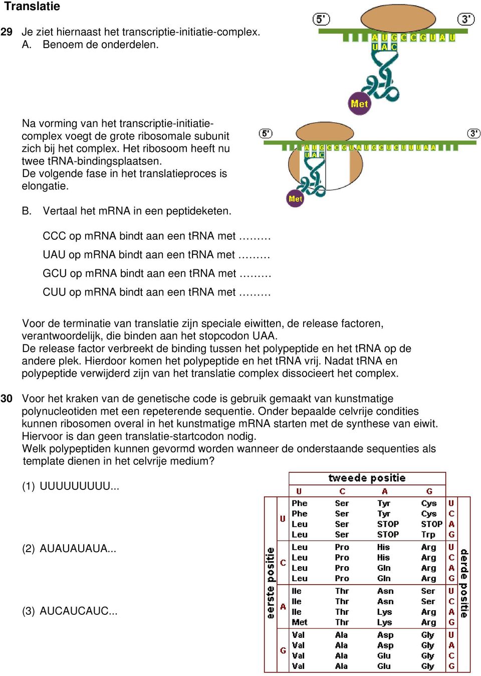 CCC op mrna bindt aan een trna met UAU op mrna bindt aan een trna met GCU op mrna bindt aan een trna met CUU op mrna bindt aan een trna met Voor de terminatie van translatie zijn speciale eiwitten,