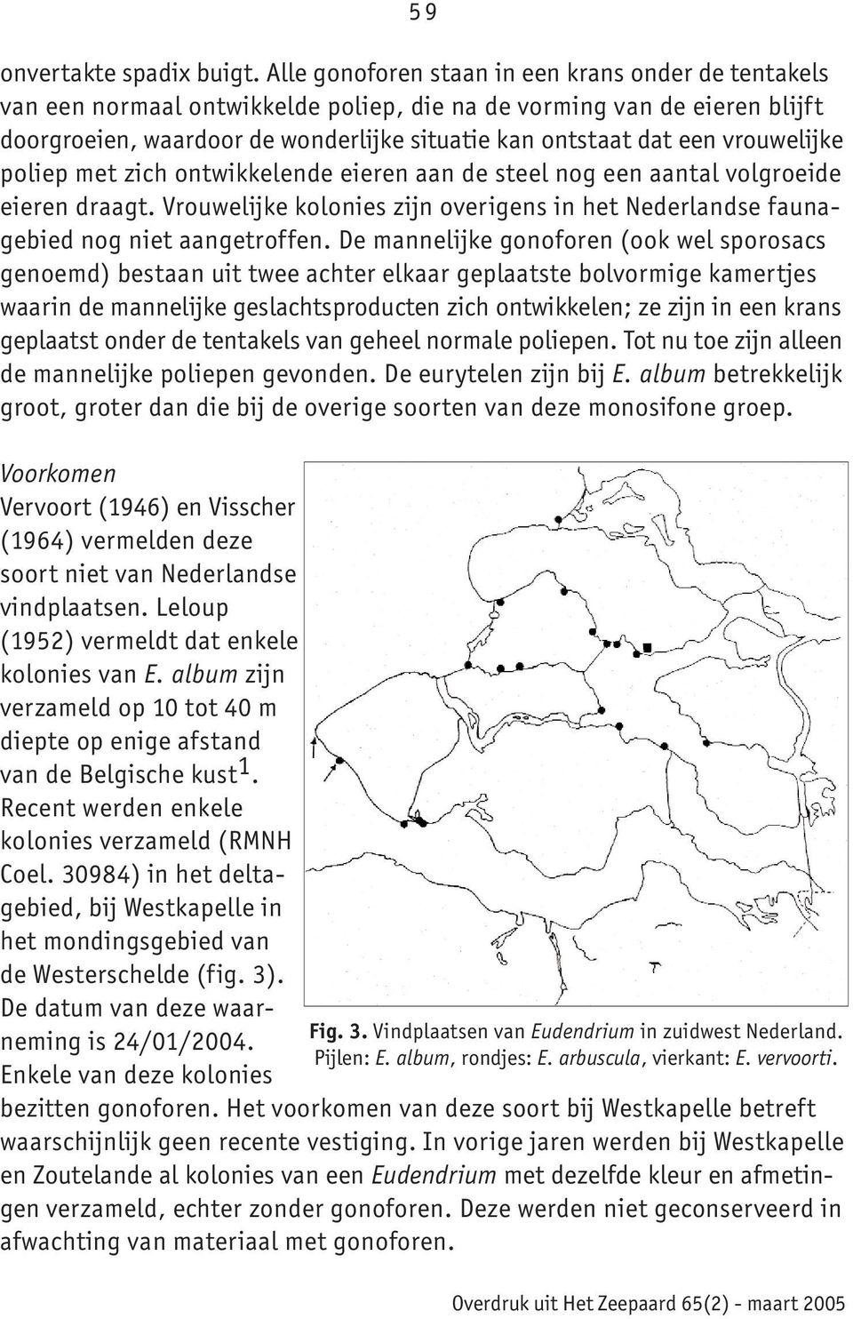 vrouwelijke poliep met zich ontwikkelende eieren aan de steel nog een aantal volgroeide eieren draagt. Vrouwelijke kolonies zijn overigens in het Nederlandse faunagebied nog niet aangetroffen.