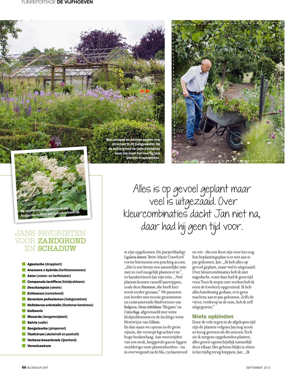 Jans favorieten voor zandgrond en schaduw Agastache (dropplant) Anemone x hybrida (herfstanemonen) Aster (zomer- en herfstaster) Campanula lactiflora (klokjesbloem) Deschampsia (smele) Echinacea