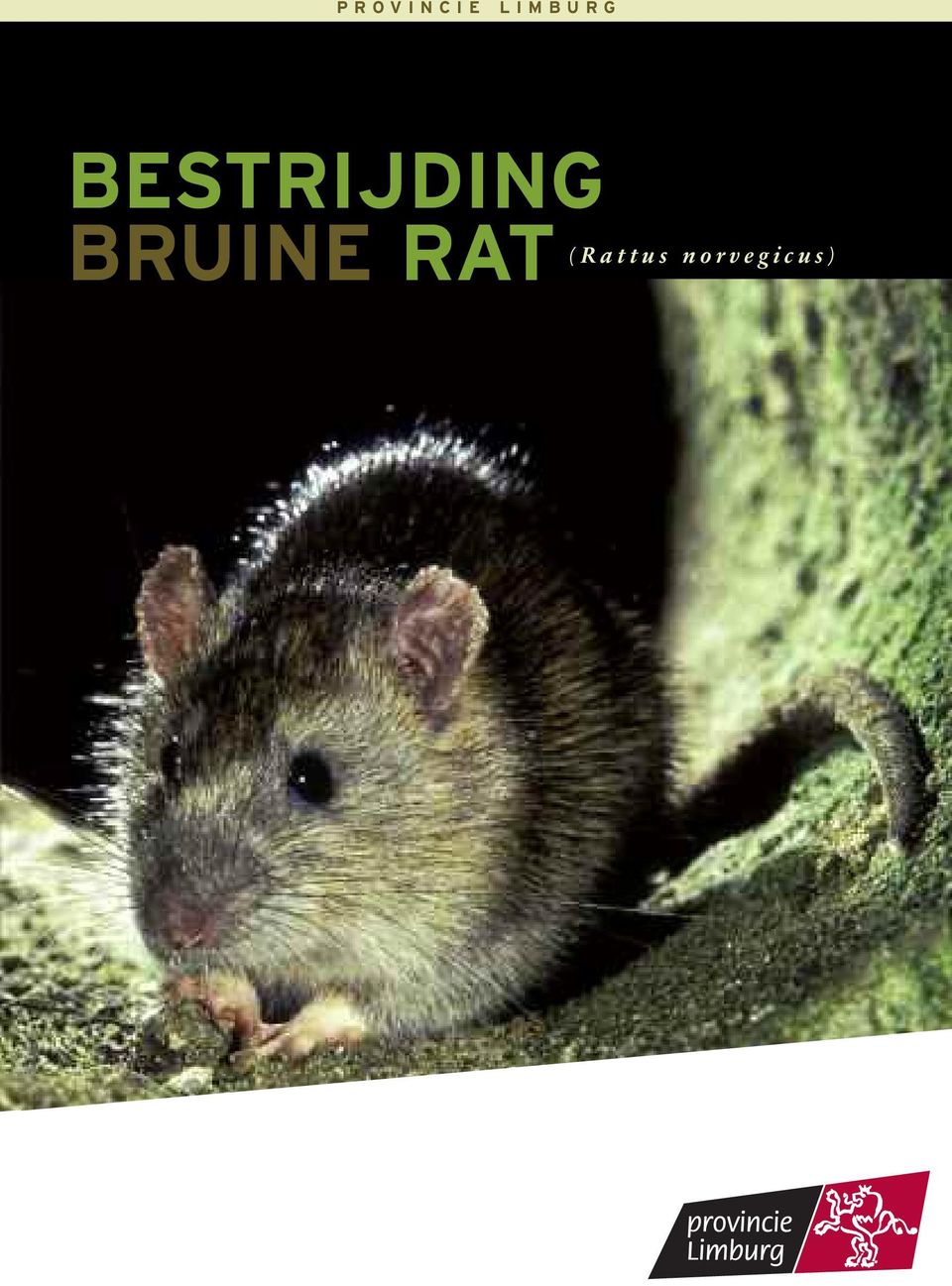 BRUINE RAT ( R a t t u