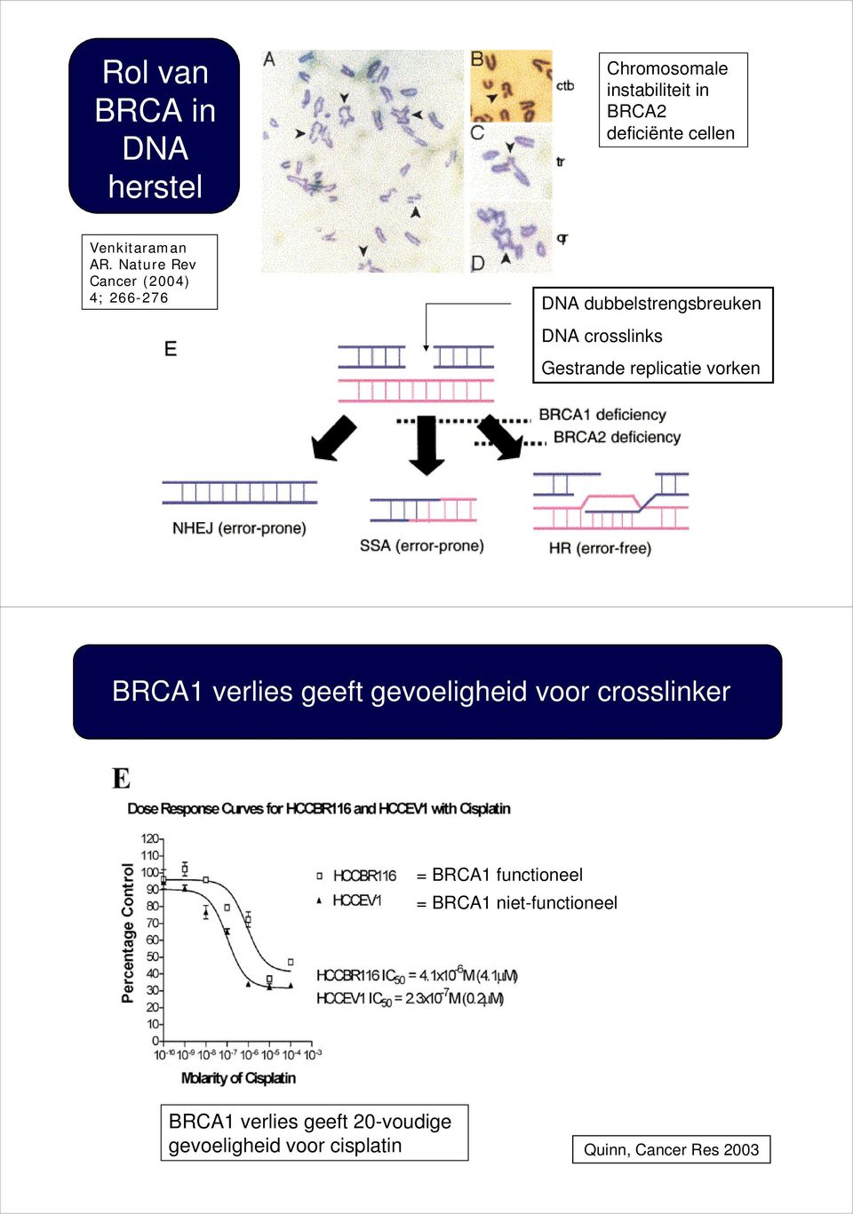 Nature Rev Cancer (2004) 4; 266-276 DNA dubbelstrengsbreuken DNA crosslinks Gestrande replicatie