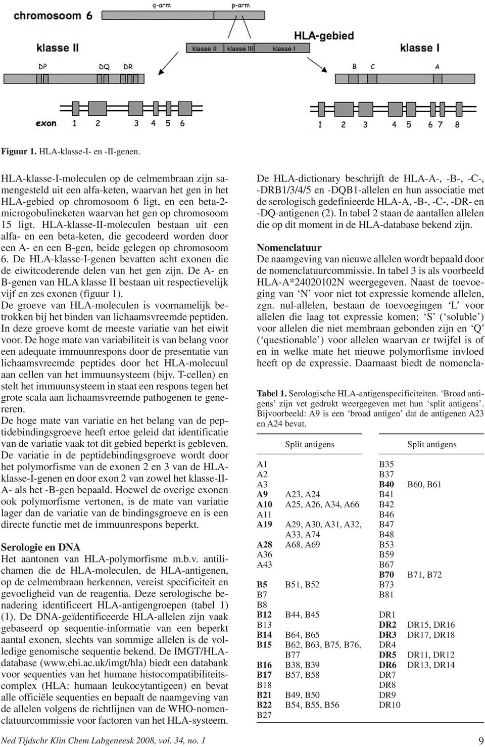 15 ligt. HLA-klasse-II-moleculen bestaan uit een alfa- en een beta-keten, die gecodeerd worden door een A- en een B-gen, beide gelegen op chromosoom 6.