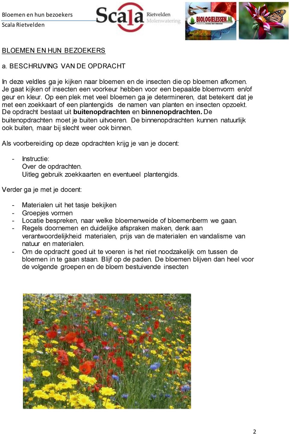 Op een plek met veel bloemen ga je determineren, dat betekent dat je met een zoekkaart of een plantengids de namen van planten en insecten opzoekt.