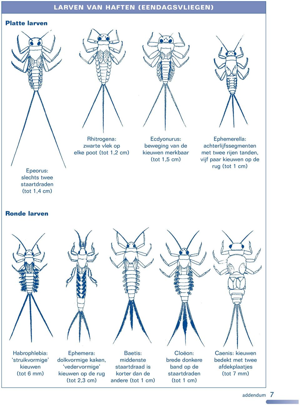 Ronde larven Habrophlebia: struikvormige kieuwen (tot 6 mm) Ephemera: dolkvormige kaken, vedervormige kieuwen op de rug (tot 2,3 cm) Baetis: middenste