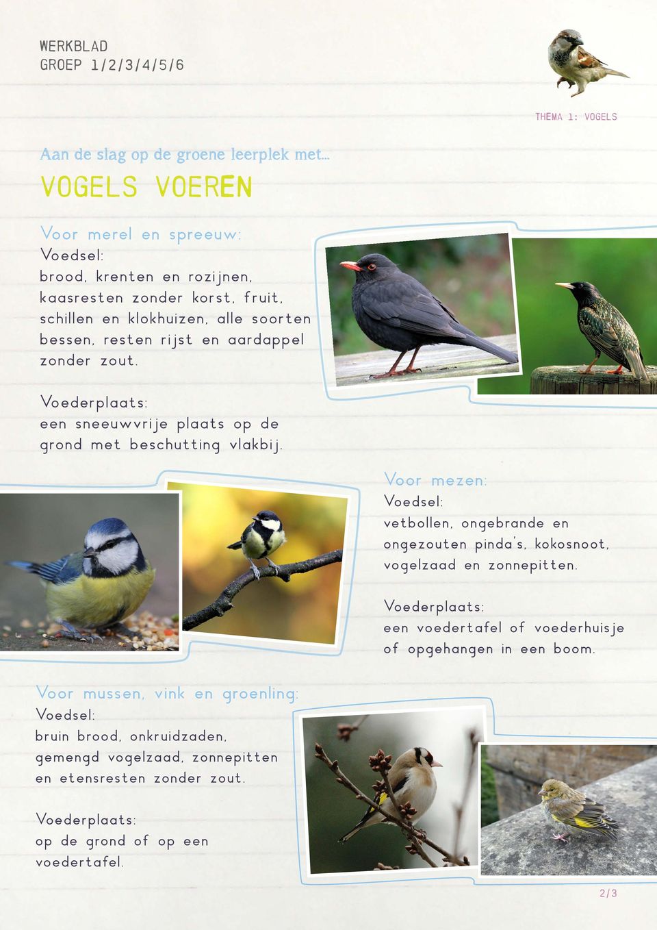 Voor mezen: Voedsel: vetbollen, ongebrande en ongezouten pinda s, kokosnoot, vogelzaad en zonnepitten.