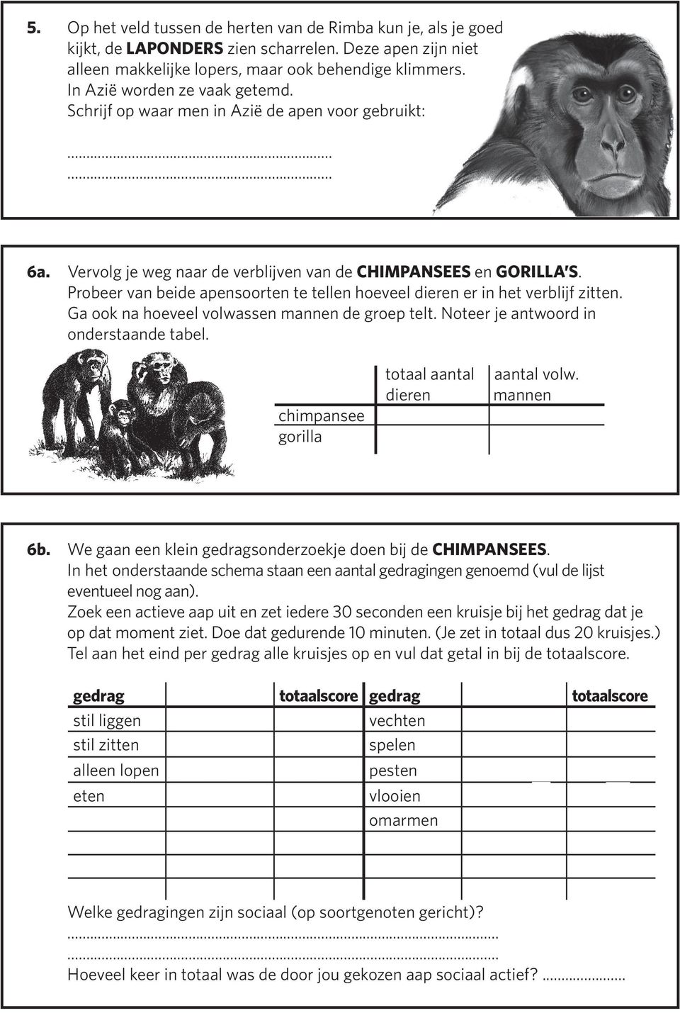 Probeer van beide apensoorten te tellen hoeveel dieren er in het verblijf zitten. Ga ook na hoeveel volwassen mannen de groep telt. Noteer je antwoord in onderstaande tabel.