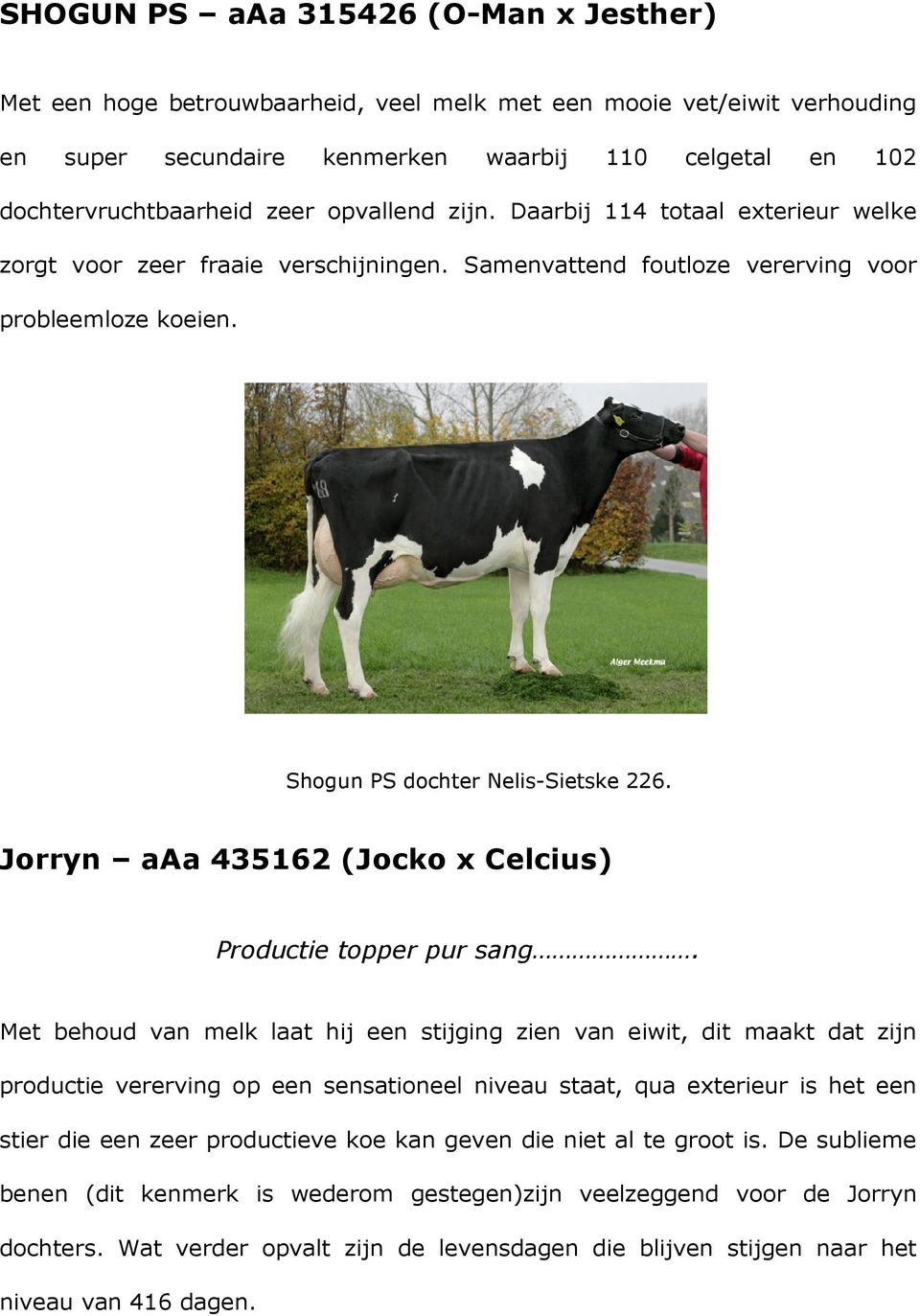 Jorryn aaa 435162 (Jocko x Celcius) Productie topper pur sang.