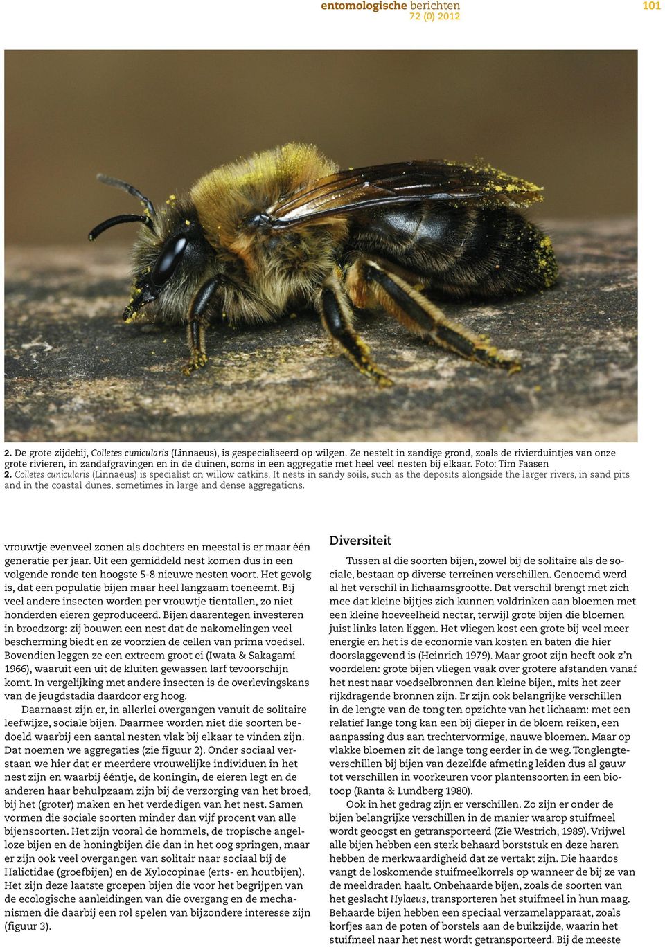 Colletes cunicularis (Linnaeus) is specialist on willow catkins.