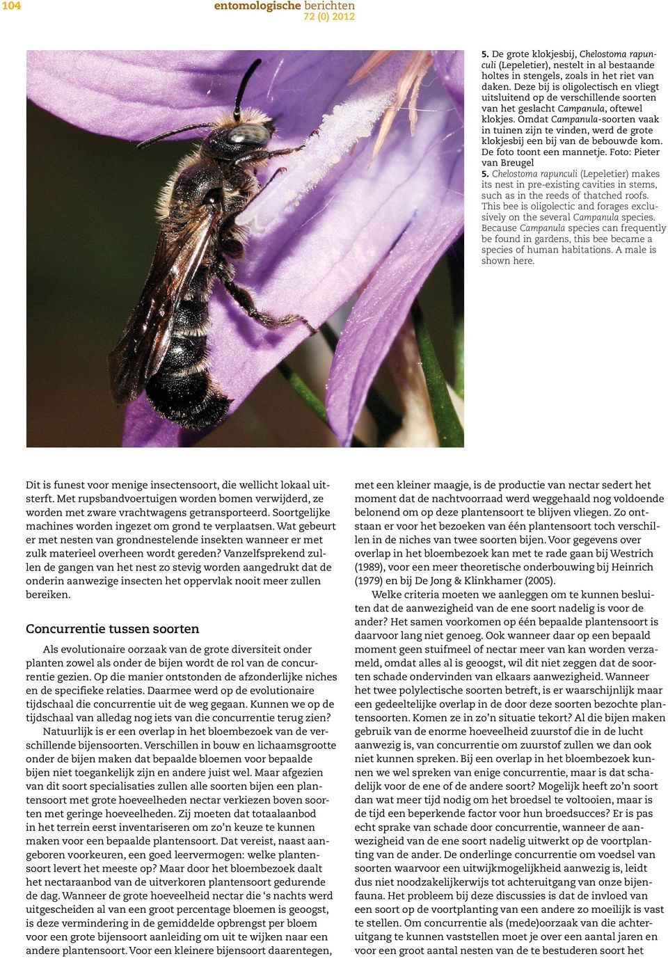 Omdat Campanula-soorten vaak in tuinen zijn te vinden, werd de grote klokjesbij een bij van de bebouwde kom. De foto toont een mannetje. Foto: Pieter van Breugel 5.