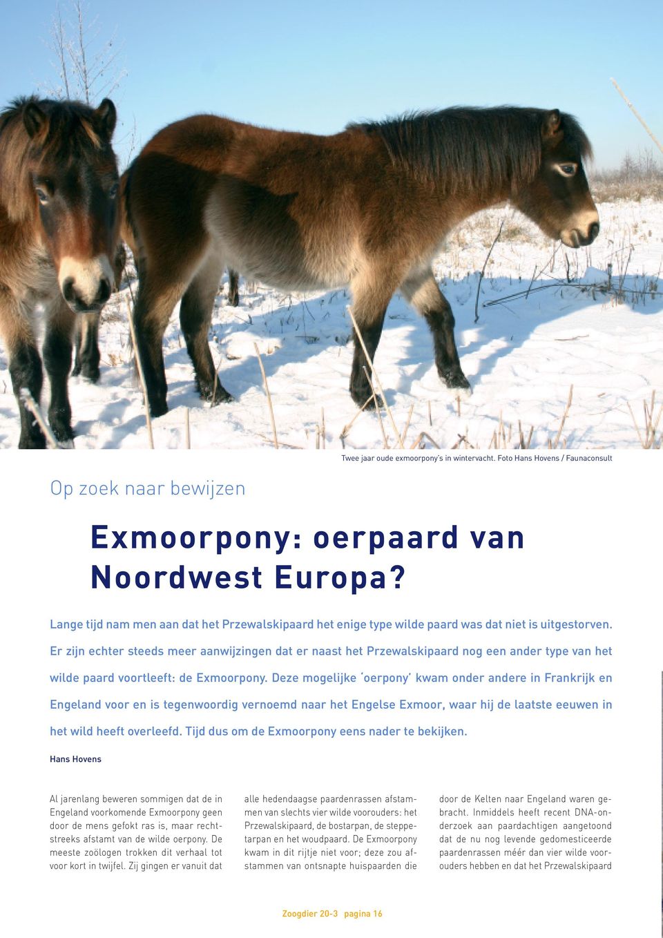 Er zijn echter steeds meer aanwijzingen dat er naast het Przewalskipaard nog een ander type van het wilde paard voortleeft: de Exmoorpony.