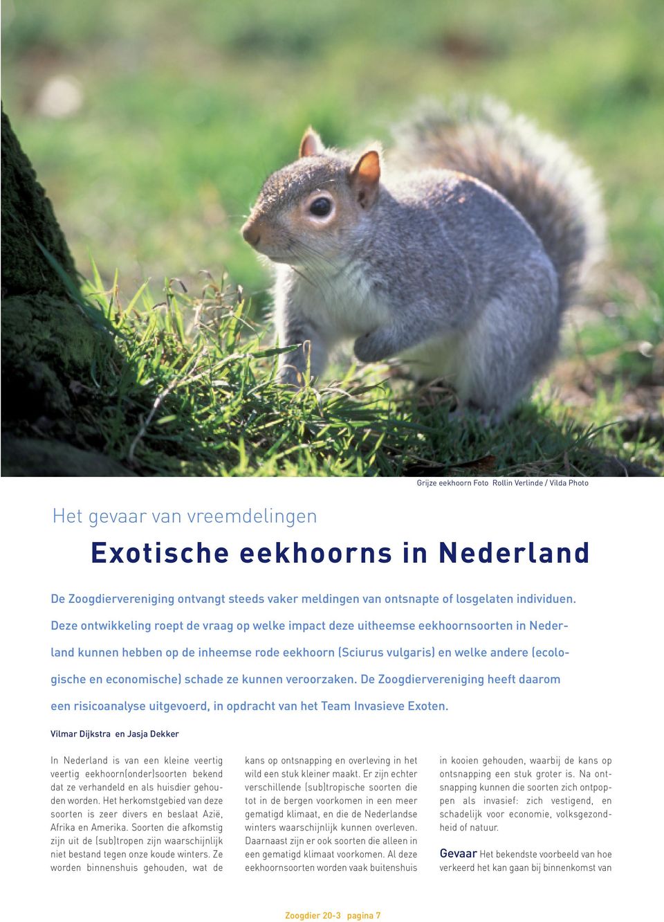 Deze ontwikkeling roept de vraag op welke impact deze uitheemse eekhoornsoorten in Nederland kunnen hebben op de inheemse rode eekhoorn (Sciurus vulgaris) en welke andere (ecologische en economische)