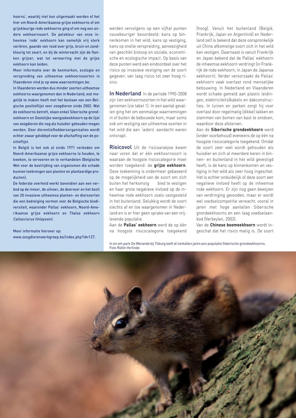 verwarring met de grijze eekhoorn kan leiden. Meer informatie over de kenmerken, ecologie en verspreiding van uitheemse eekhoornsoorten in Vlaanderen vind je op www.waarnemingen.be.