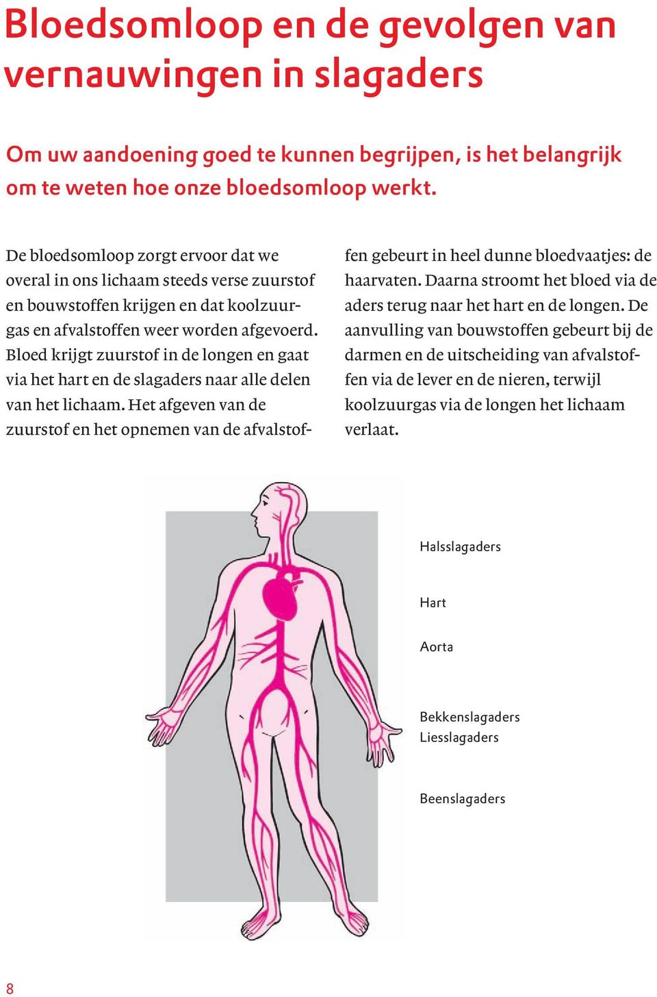 Bloed krijgt zuurstof in de longen en gaat via het hart en de slagaders naar alle delen van het lichaam.