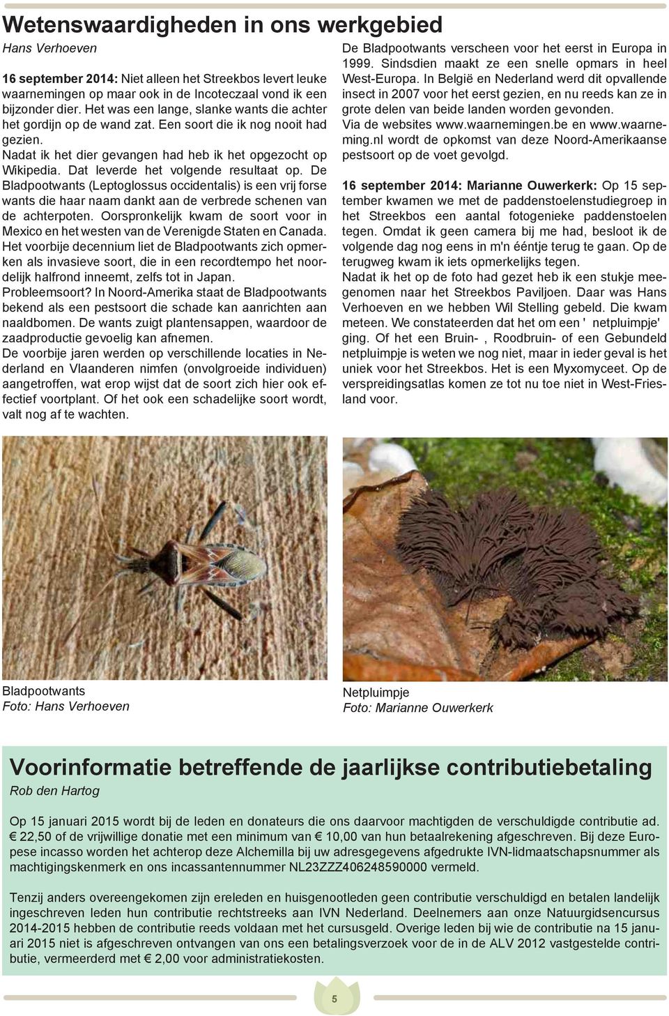 Dat leverde het volgende resultaat op. De Bladpootwants (Leptoglossus occidentalis) is een vrij forse wants die haar naam dankt aan de verbrede schenen van de achterpoten.