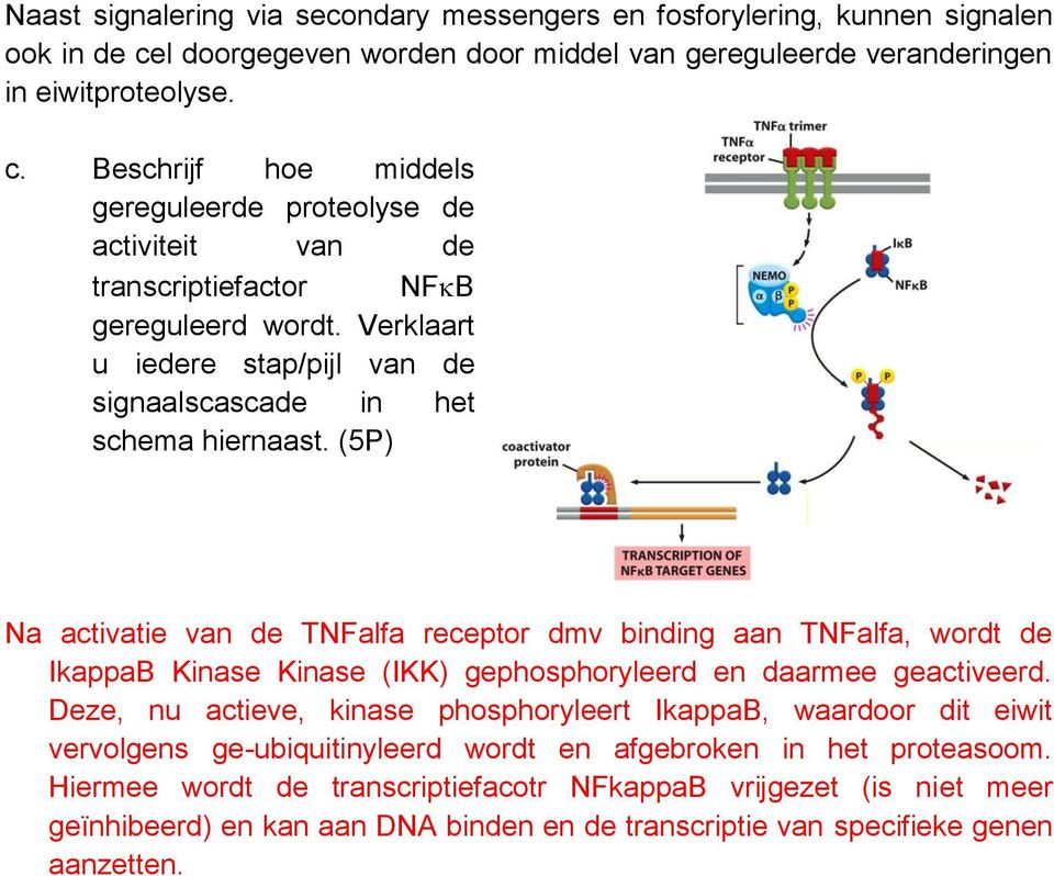 (5P) Na activatie van de TNFalfa receptor dmv binding aan TNFalfa, wordt de IkappaB Kinase Kinase (IKK) gephosphoryleerd en daarmee geactiveerd.