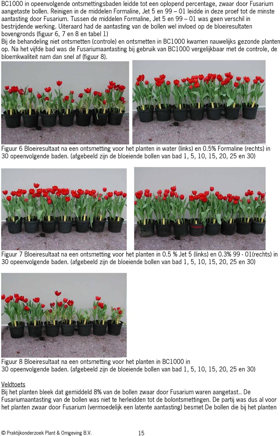 Uiteraard had de aantasting van de bollen wel invloed op de bloeiresultaten bovengronds (figuur 6, 7 en 8 en tabel 1) Bij de behandeling niet ontsmetten (controle) en ontsmetten in BC1000 kwamen