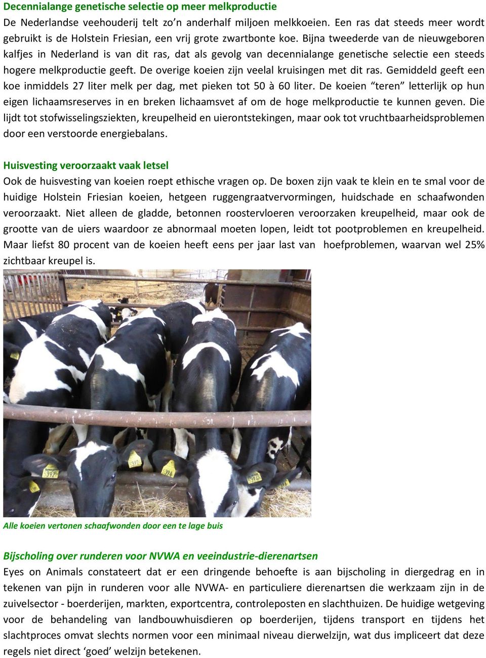 Bijna tweederde van de nieuwgeboren kalfjes in Nederland is van dit ras, dat als gevolg van decennialange genetische selectie een steeds hogere melkproductie geeft.