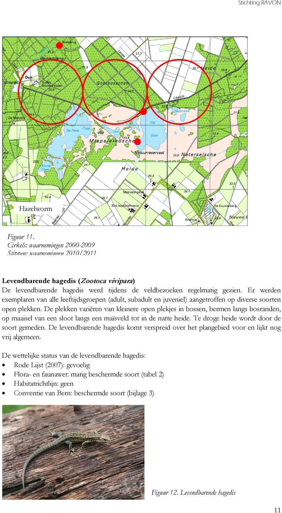 Er werden exemplaren van alle leeftijdsgroepen (adult, subadult en juveniel) aangetroffen op diverse soorten open plekken.