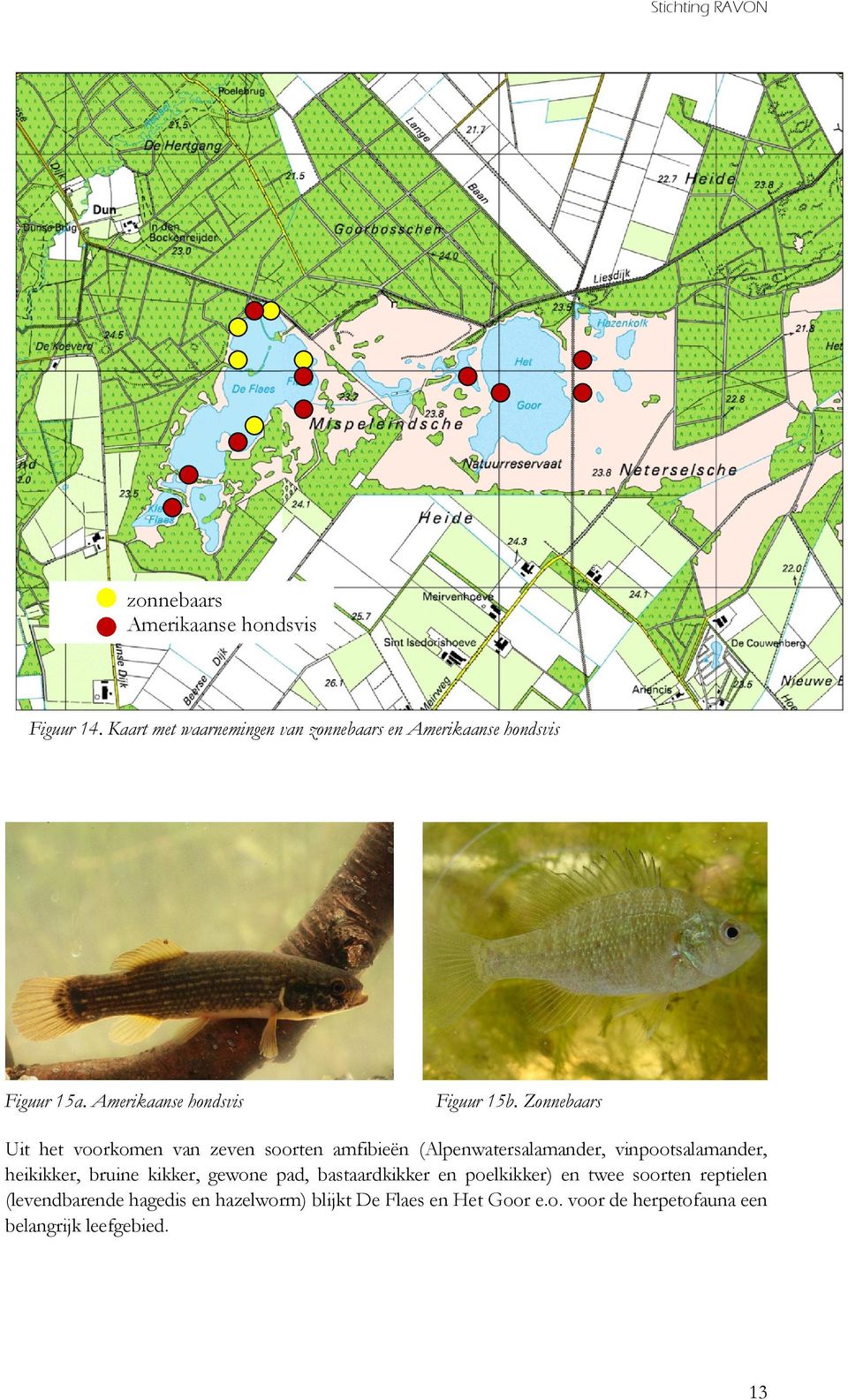 Zonnebaars Uit het voorkomen van zeven soorten amfibieën (Alpenwatersalamander, vinpootsalamander, heikikker, bruine