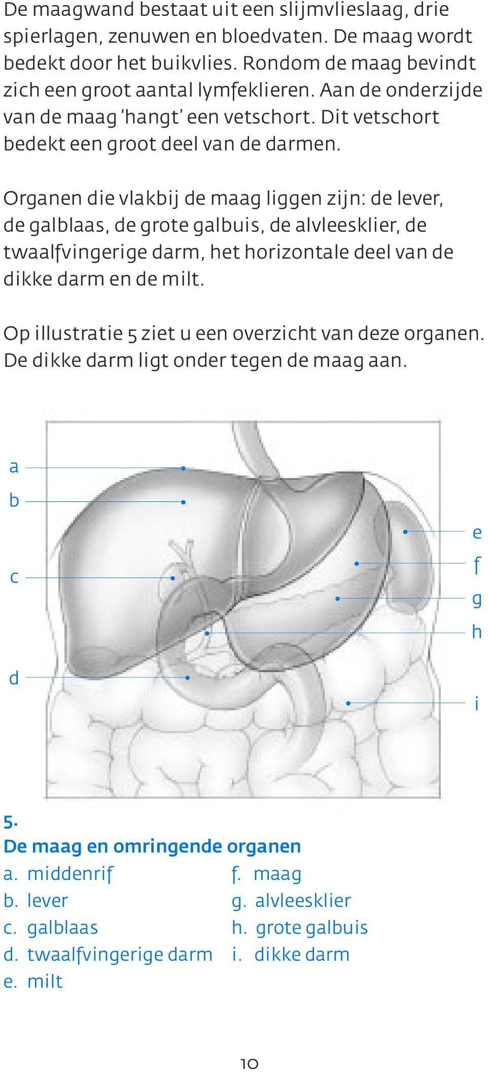 Organen die vlakbij de maag liggen zijn: de lever, de galblaas, de grote galbuis, de alvleesklier, de twaalfvingerige darm, het horizontale deel van de dikke darm en de milt.