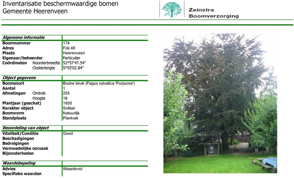 84'' Bruine beuk (Fagus sylvatica 'Purpurea')