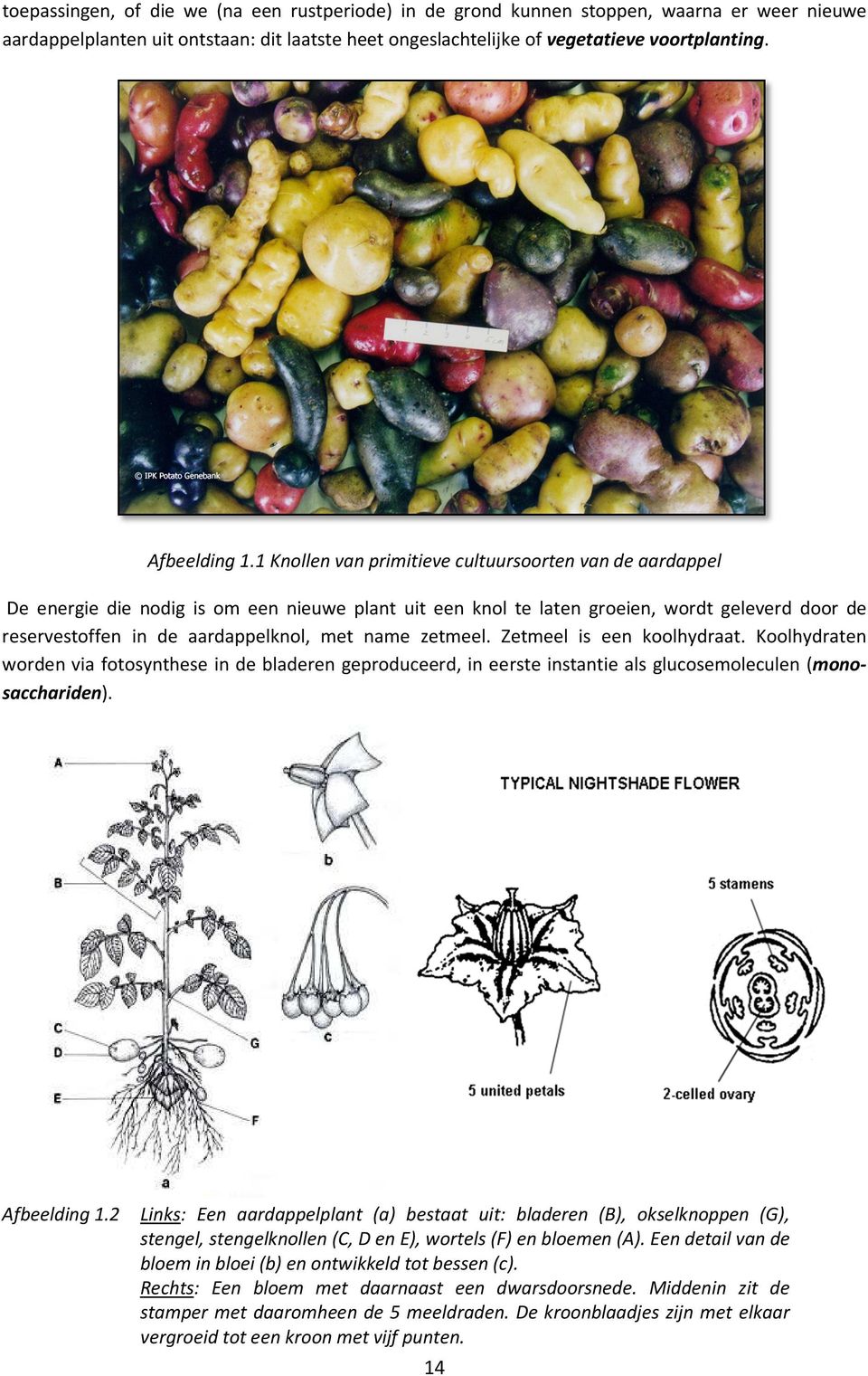 1 Knollen van primitieve cultuursoorten van de aardappel De energie die nodig is om een nieuwe plant uit een knol te laten groeien, wordt geleverd door de reservestoffen in de aardappelknol, met name