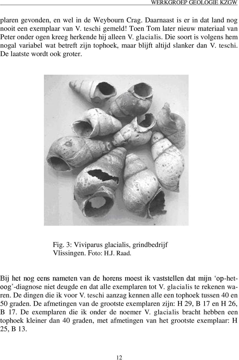 De laatste wordt ook groter. Fig. 3: Viviparus glacialis, grindbedrijf Vlissingen. Foto: H.J. Raad.