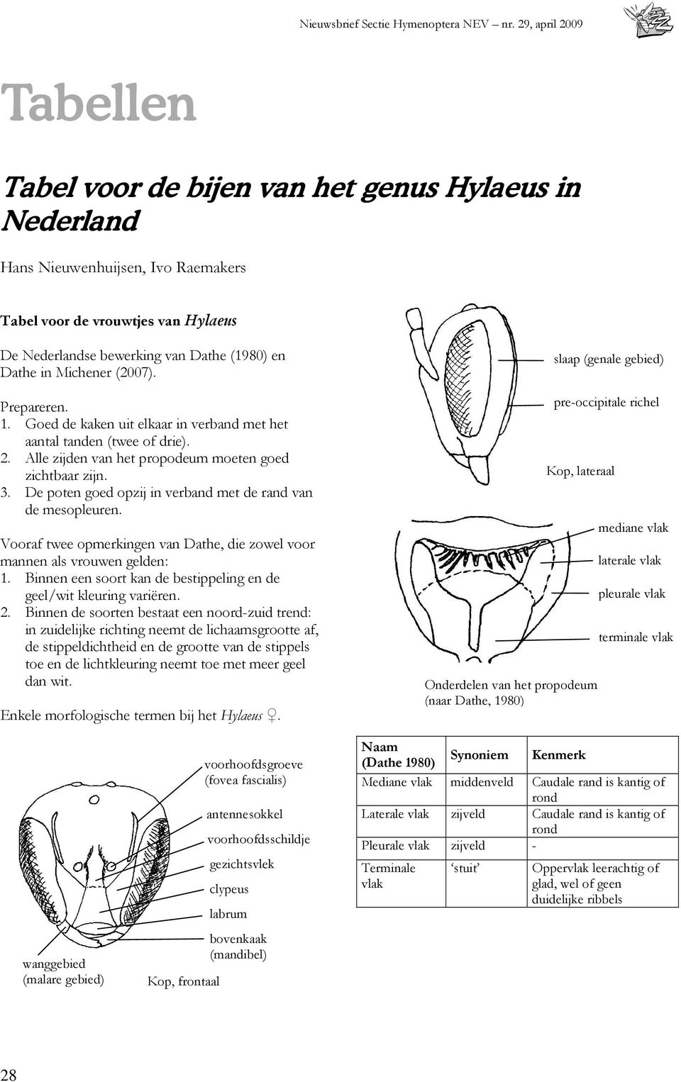 De poten goed opzij in verband met de rand van de mesopleuren. Vooraf twee opmerkingen van Dathe, die zowel voor mannen als vrouwen gelden: 1.