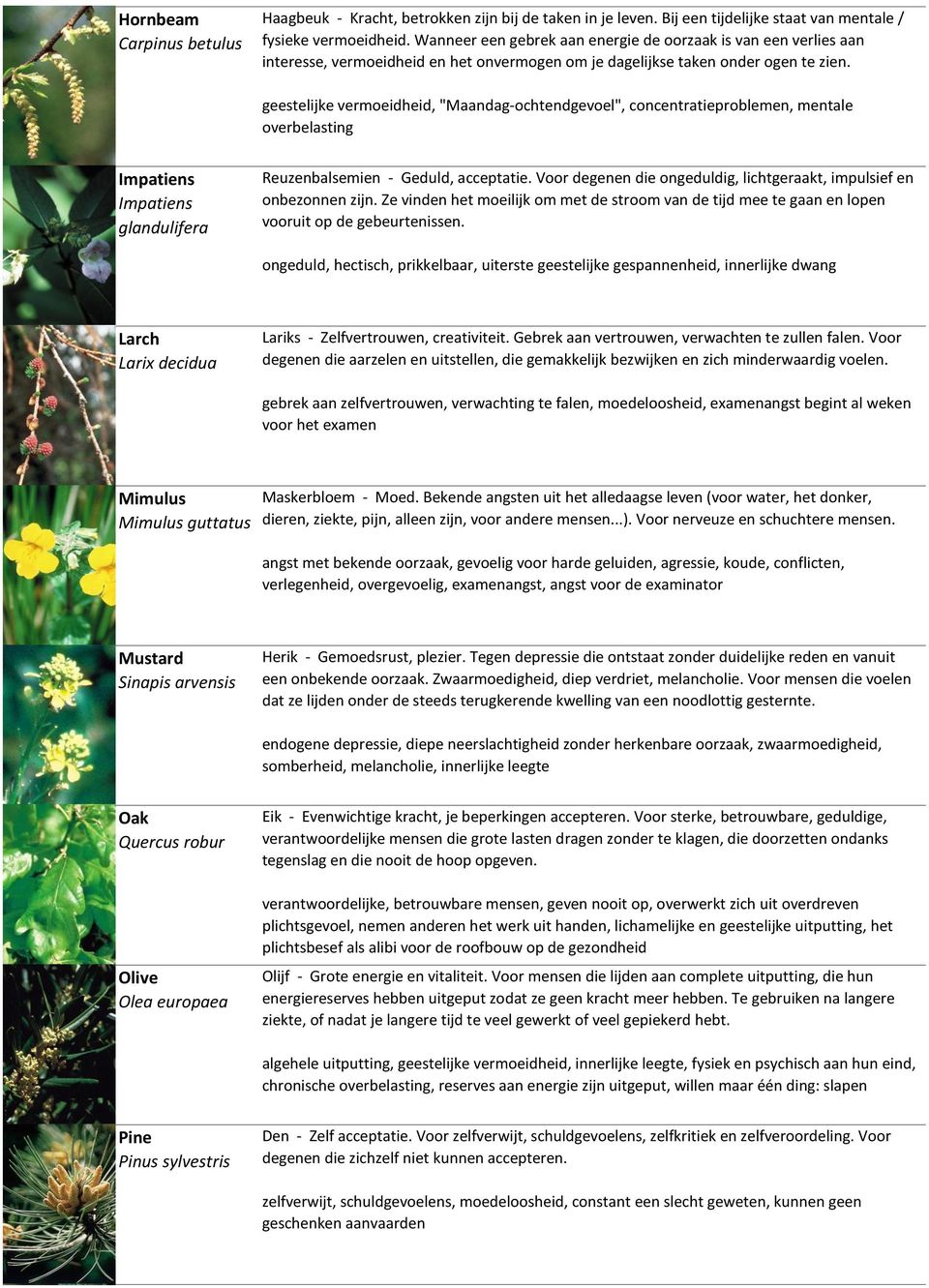 geestelijke vermoeidheid, "Maandag-ochtendgevoel", concentratieproblemen, mentale overbelasting Impatiens Impatiens glandulifera Reuzenbalsemien - Geduld, acceptatie.