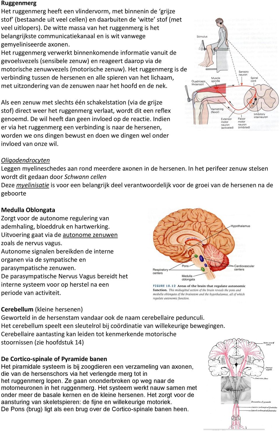 Het ruggenmerg verwerkt binnenkomende informatie vanuit de gevoelsvezels (sensibele zenuw) en reageert daarop via de motorische zenuwvezels (motorische zenuw).