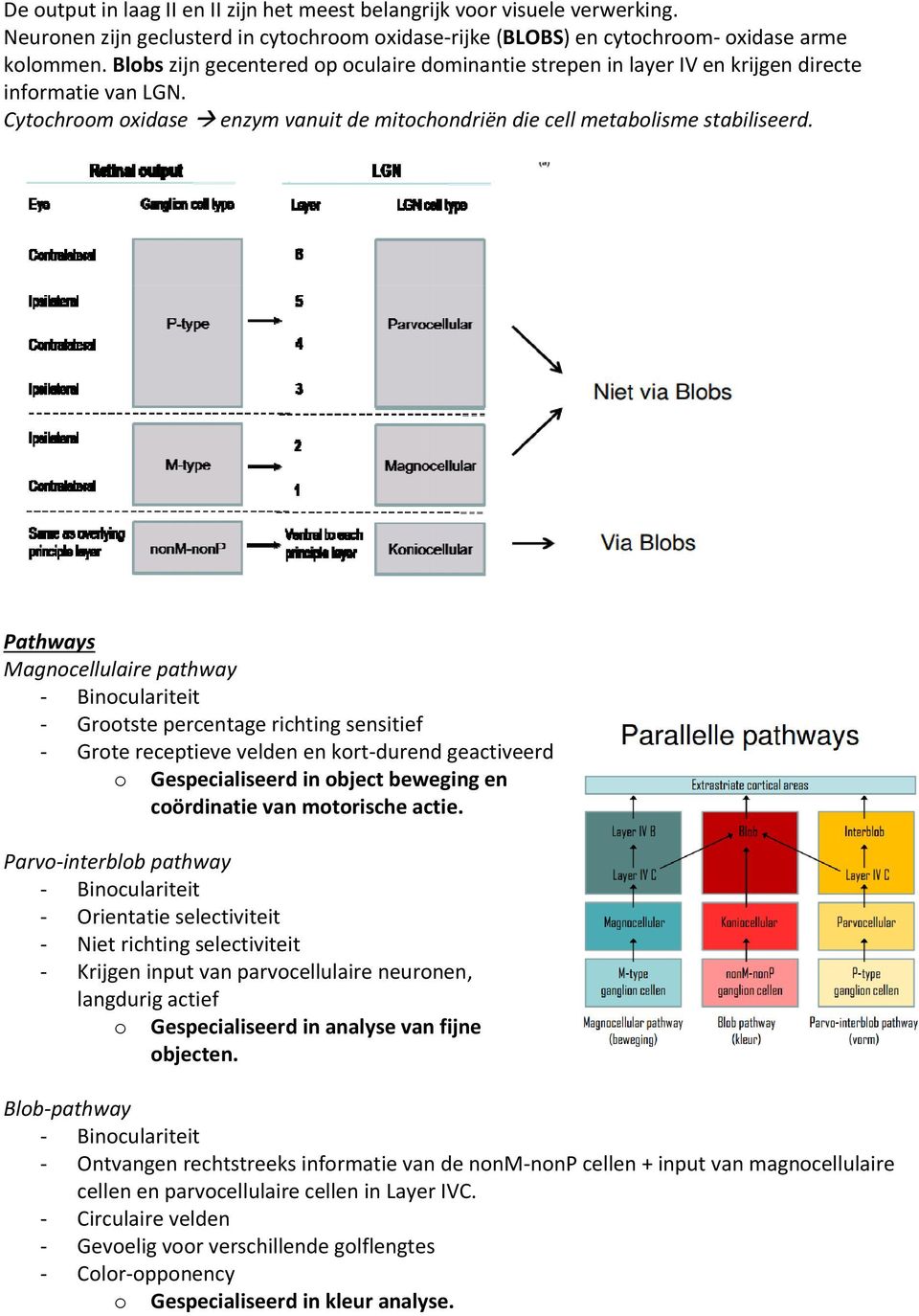 Pathways Magnocellulaire pathway - Binoculariteit - Grootste percentage richting sensitief - Grote receptieve velden en kort-durend geactiveerd o Gespecialiseerd in object beweging en coördinatie van