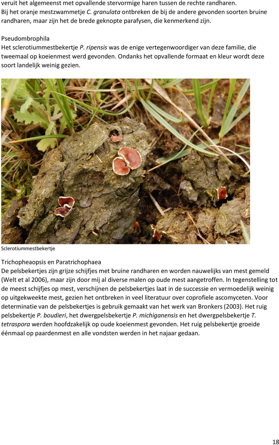 ripensis was de enige vertegenwoordiger van deze familie, die tweemaal op koeienmest werd gevonden. Ondanks het opvallende formaat en kleur wordt deze soort landelijk weinig gezien.