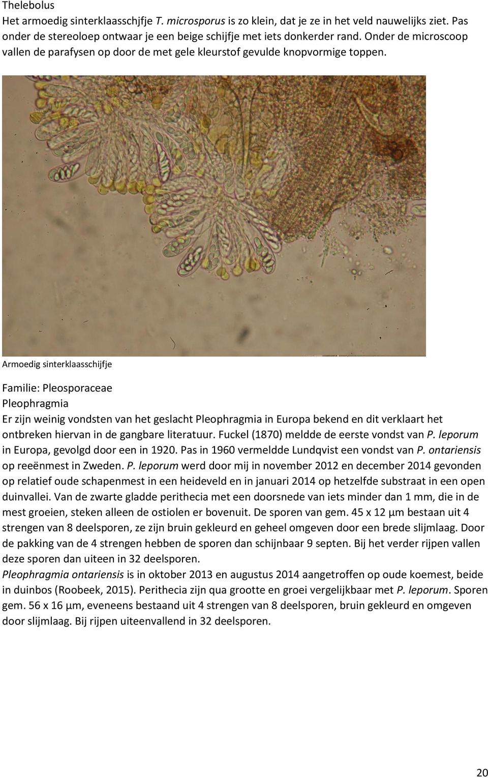 Armoedig sinterklaasschijfje Familie: Pleosporaceae Pleophragmia Er zijn weinig vondsten van het geslacht Pleophragmia in Europa bekend en dit verklaart het ontbreken hiervan in de gangbare